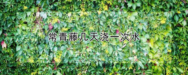 常青藤几天浇一次水 常青藤几天浇一次水好