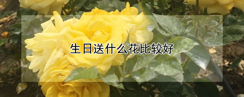 生日送什么花比较好 女性朋友生日送什么花比较好