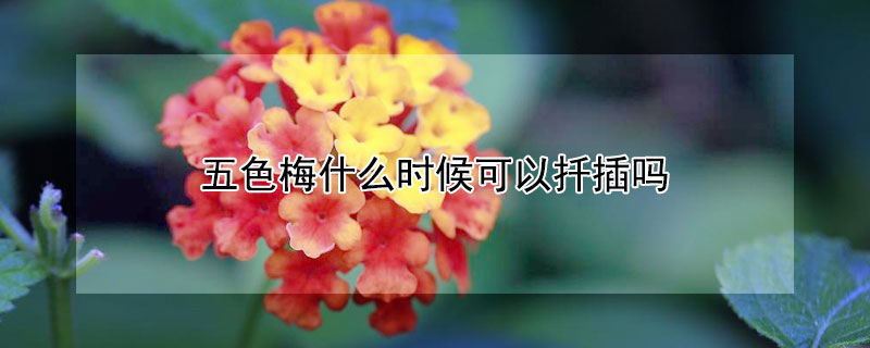 五色梅什么时候可以扦插吗（五色梅什么时候发新芽）