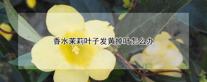 香水茉莉叶子发黄掉叶怎么办（香水茉莉叶子发黄掉叶怎么办）
