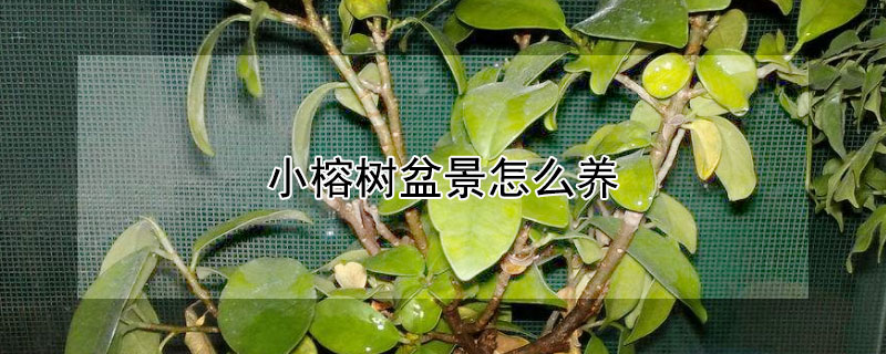 小榕树盆景怎么养 小榕树盆景怎么养根部