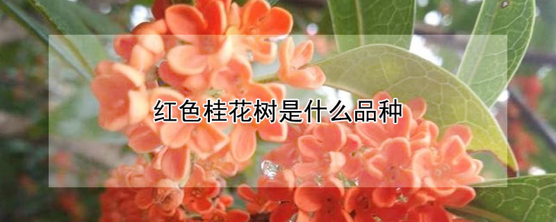 红色桂花树是什么品种 红色桂花树是什么品种图片