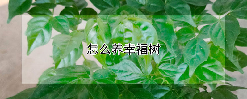 怎么养幸福树 怎么养幸福树才能叶子茂盛