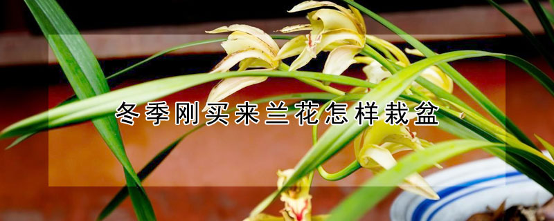 冬季刚买来兰花怎样栽盆 冬天刚买的兰花怎么养