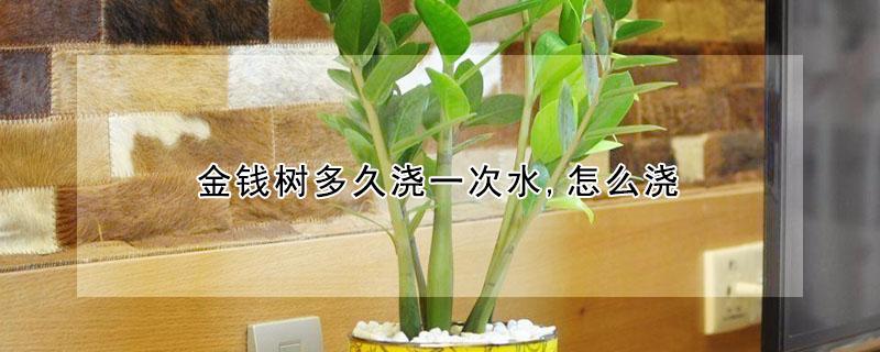 金钱树多久浇一次水,怎么浇（金钱树多久浇一次水,怎么浇水）