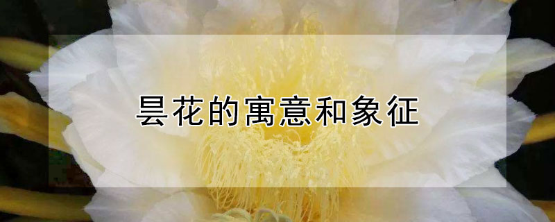昙花的寓意和象征（昙花的寓意和象征风水）