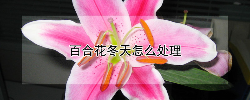 百合花冬天怎么处理（百合花为什么是死人花）