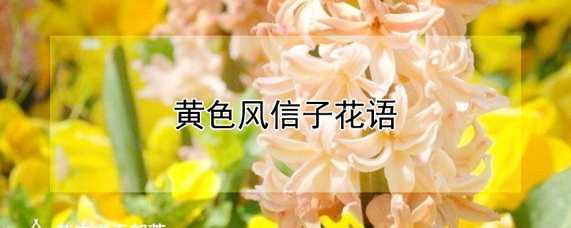 黄色风信子花语 黄色风信子花语及代表意义