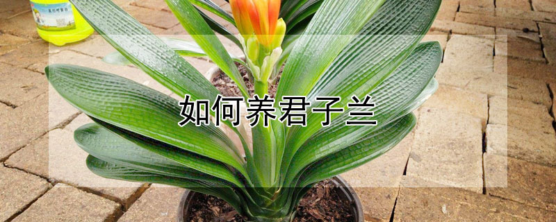 如何养君子兰（如何养君子兰最有效的方法）