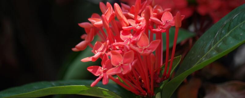 龙船花花语（龙船花花语是什么）