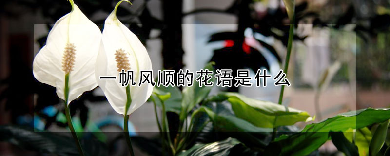 一帆风顺的花语是什么 一帆风顺的花语是什么意思