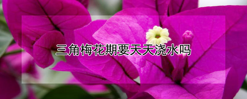 三角梅花期要天天浇水吗（三角梅花期要天天浇水吗怎么浇）