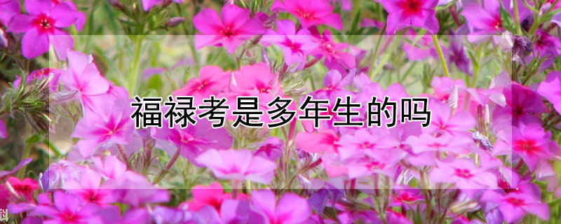 福禄考是多年生的吗 福禄考的品种有哪些