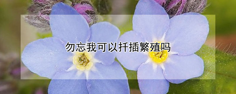 勿忘我可以扦插繁殖吗 勿忘我 扦插