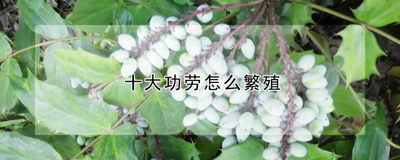 十大功劳怎么繁殖 十大功劳怎么养