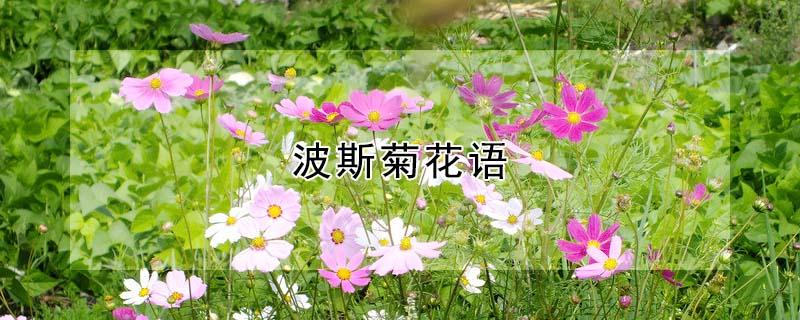 波斯菊花语（波斯菊花语象征着什么）