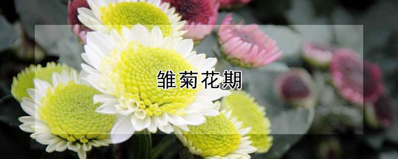 雏菊花期（雏菊花期过了怎么处理）