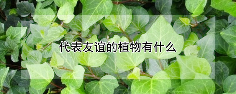 代表友谊的植物有什么（有哪些代表友谊的植物）
