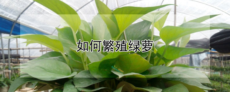 如何繁殖绿萝 如何繁殖绿萝盆景