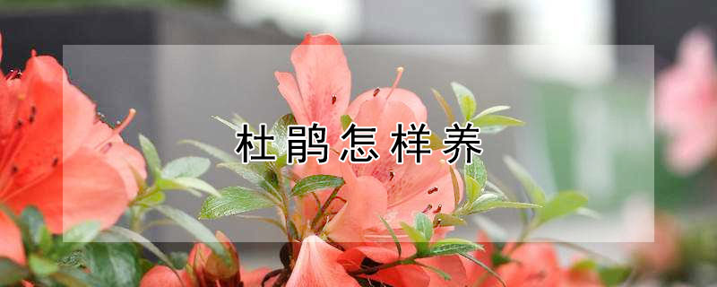杜鹃怎样养（杜鹃怎样养护）