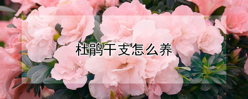 杜鹃干支怎么养（杜鹃干支怎么养殖）
