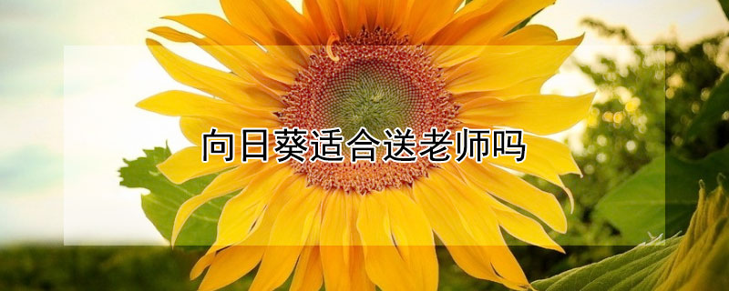 向日葵适合送老师吗 向日葵适合送老师吗要送几朵