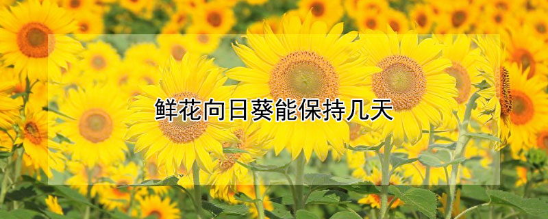 鲜花向日葵能保持几天（向日葵鲜花可以放冰箱保鲜吗）
