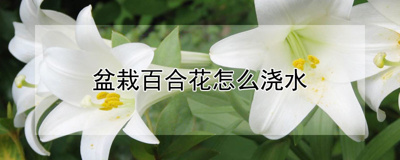 盆栽百合花怎么浇水（盆栽百合花如何浇水）
