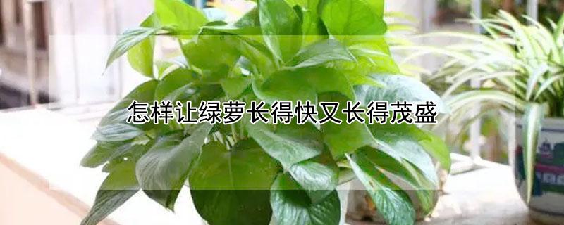 怎样让绿萝长得快又长得茂盛（怎样让绿萝长得快又长得茂盛呢）