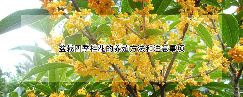 盆栽四季桂花的养殖方法和注意事项（盆栽四季桂花怎么养）