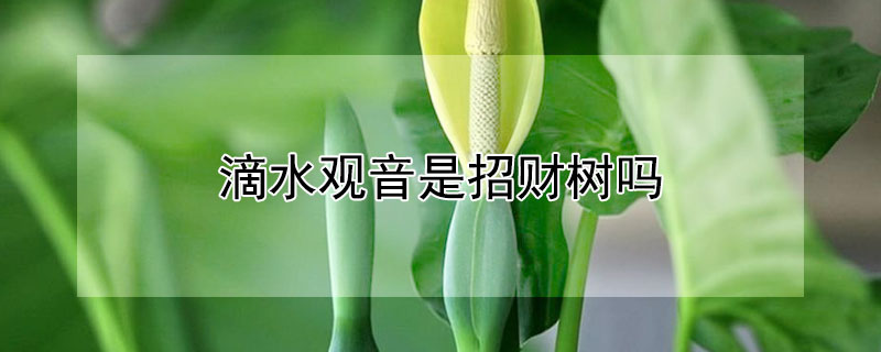 滴水观音是招财树吗（滴水观音是招财的吗）