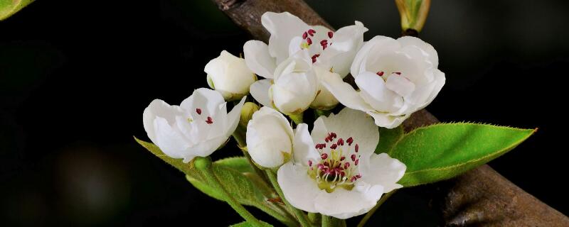 梨花花语（白色梨花的花语）