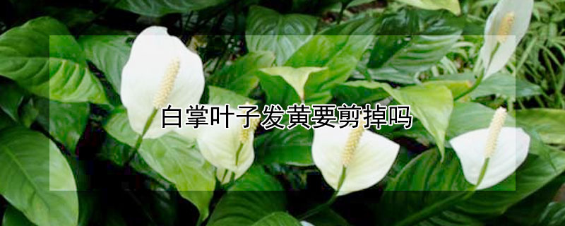 白掌叶子发黄要剪掉吗（白掌叶子黄了怎么回事）