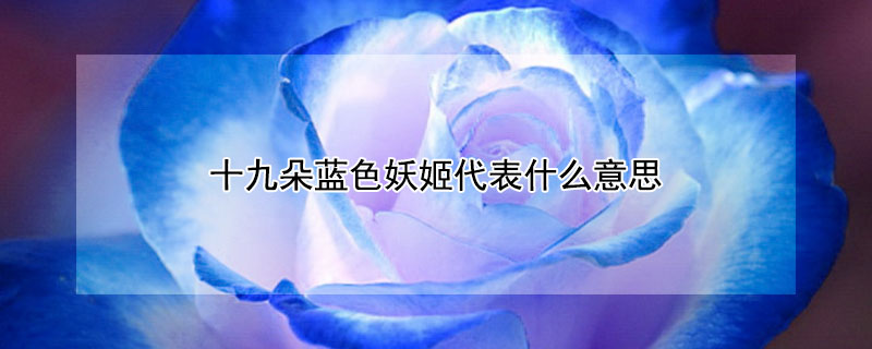 十九朵蓝色妖姬代表什么意思（十九朵蓝色妖姬代表什么意思啊）