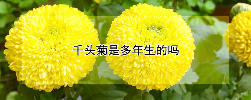 千头菊是多年生的吗（千头菊是多年生的吗有毒吗）