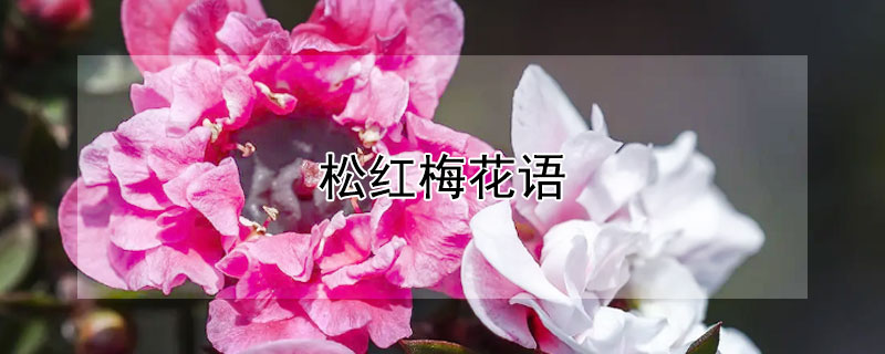 松红梅花语（松红梅花语传说）