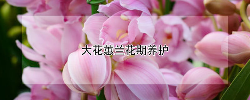 大花蕙兰花期养护（大花蕙兰花期如何养护）