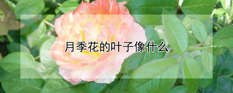 月季花的叶子像什么 月季花的叶子像什么形状图片