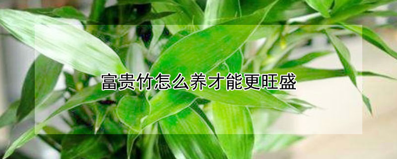 富贵竹怎么养才能更旺盛 富贵竹怎么养才能更旺盛土养