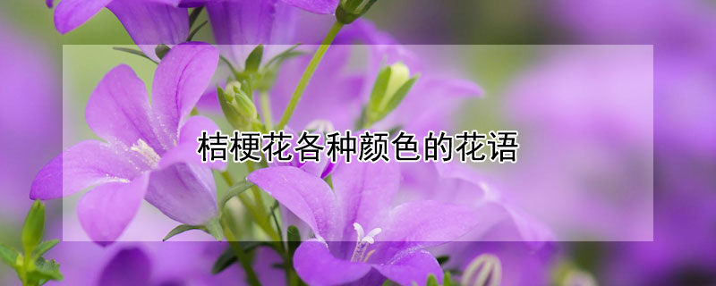 桔梗花各种颜色的花语 桔梗花各种颜色的花语是什么
