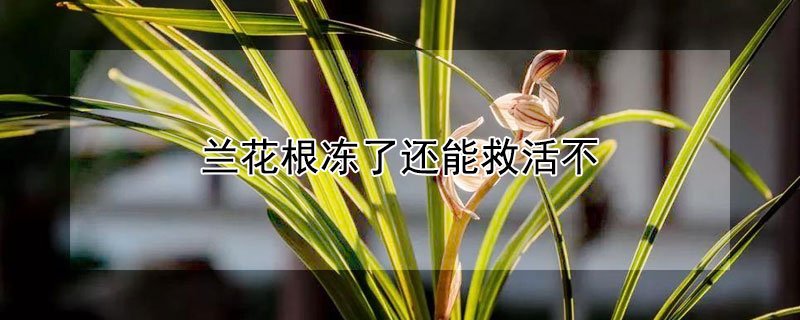 兰花根冻了还能救活不（兰花根冻了怎么办）