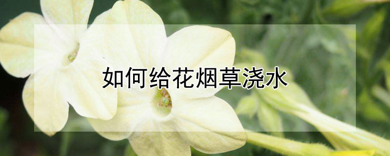 如何给花烟草浇水（烟草泡水浇花的好处）