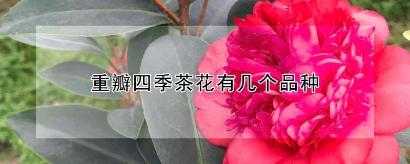 重瓣四季茶花有几个品种 重瓣四季茶花图片