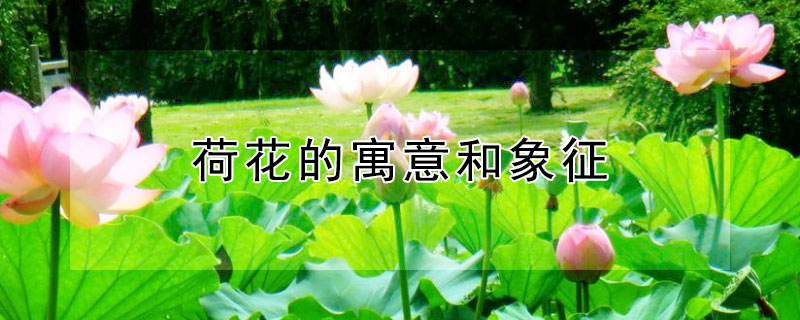 荷花的寓意和象征（荷花的寓意和象征句子）