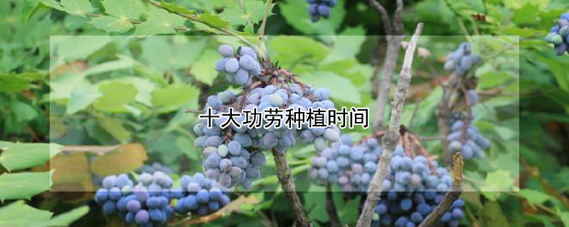十大功劳种植时间 十大功劳种植前景