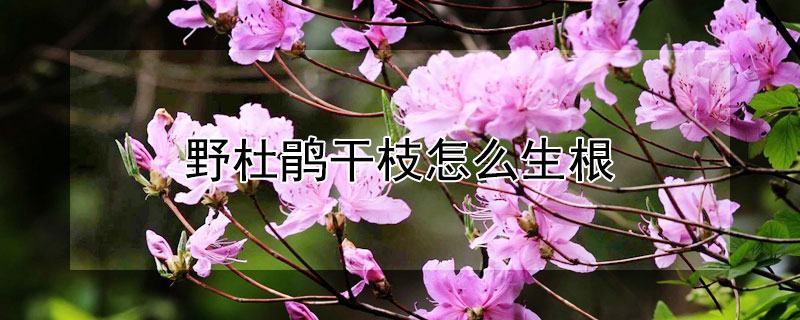 野杜鹃干枝怎么生根（野杜鹃干枝怎么生根发芽）