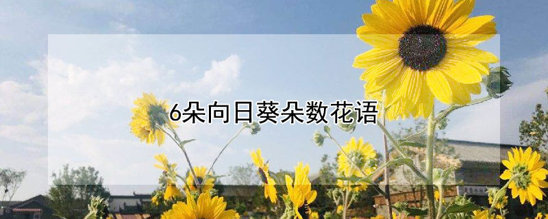 6朵向日葵朵数花语 6朵向日葵的含义