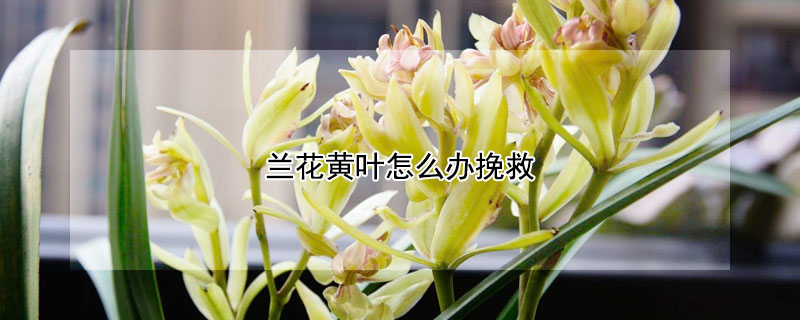 兰花黄叶怎么办挽救（治黄叶最好的土办法）