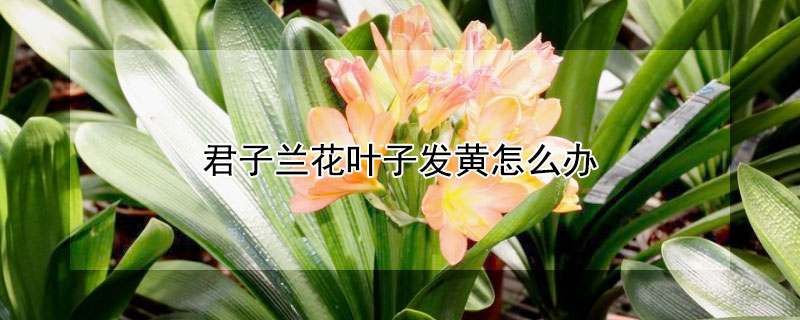 君子兰花叶子发黄怎么办（君子兰花叶子发黄是什么原因?）