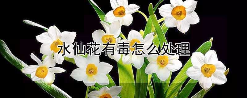 水仙花有毒怎么处理 水仙花有毒怎么处理最好